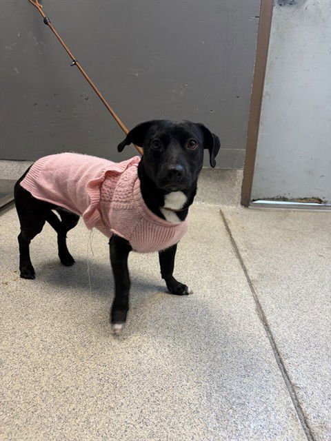 BEANIE - Dachshund available for adoption