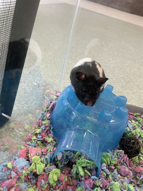 HAMMEE - Hamster available for adoption