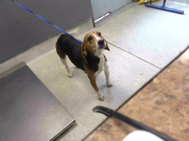 BELLA - Beagle available for adoption