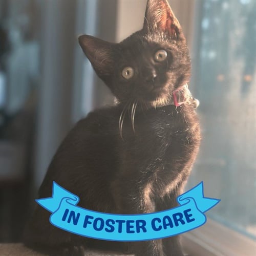LORETTA LYNN - Domestic Short Hair available for adoption