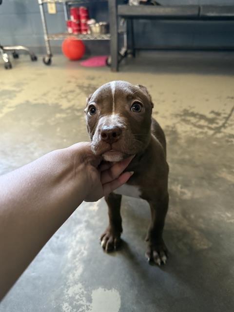 KOHDAH - American Staffordshire Terrier available for adoption