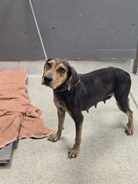 GERTIE - American Foxhound available for adoption