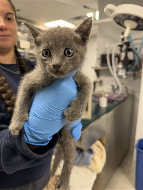 FALCON - Domestic Short Hair available for adoption