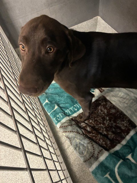 DENNIS - Labrador Retriever available for adoption