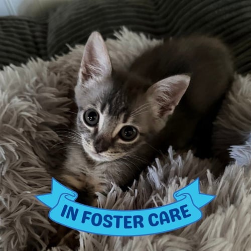 MINNIE PEARL - Domestic Short Hair available for adoption