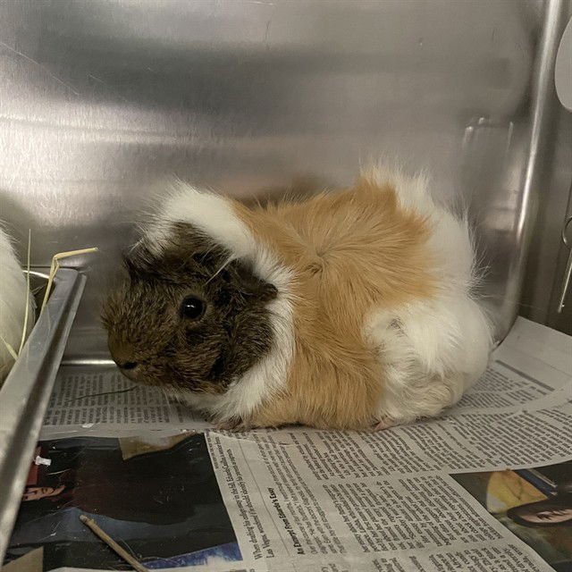 USSOP - Guinea Pig available for adoption