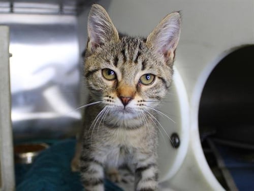 STEVIE BUDD - Domestic Short Hair available for adoption