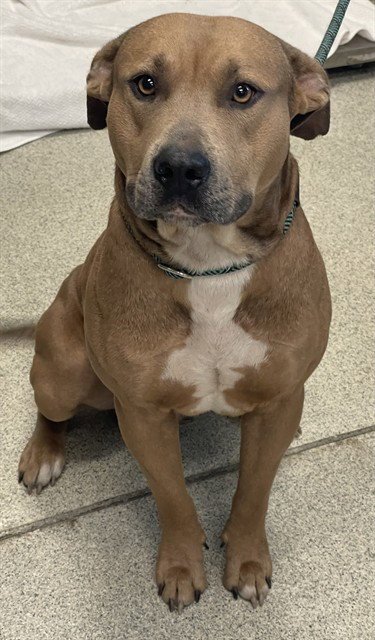 MR.HANDSOME - American Staffordshire Terrier available for adoption