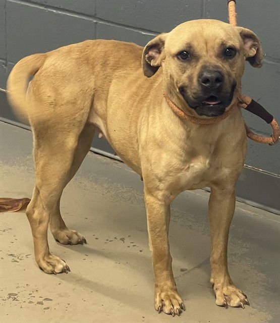 DALE - Black Mouth Cur available for adoption