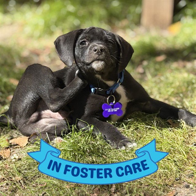 ROBOCOP - American Staffordshire Terrier available for adoption