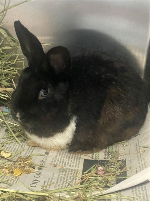 HUNNY BUNNY - Shorthaired Rabbit available for adoption