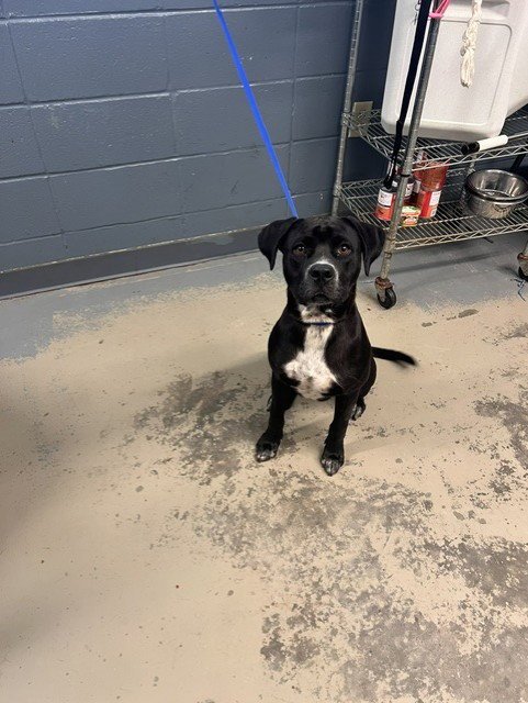 BOONE - Labrador Retriever / American Staffordshire Terrier available for adoption