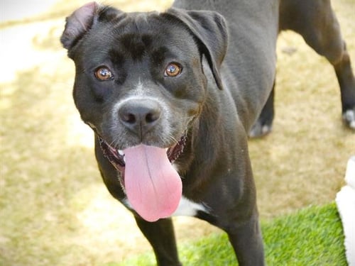 BOONE - Labrador Retriever / American Staffordshire Terrier available for adoption