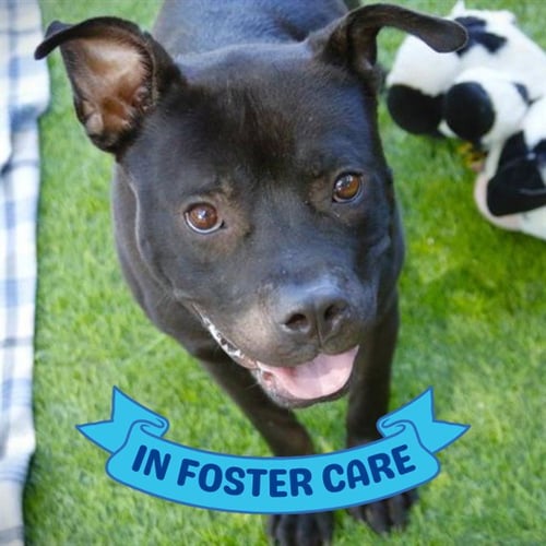 BUTCH - American Staffordshire Terrier available for adoption
