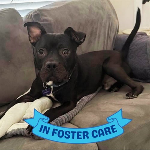 BUTCH - American Staffordshire Terrier available for adoption