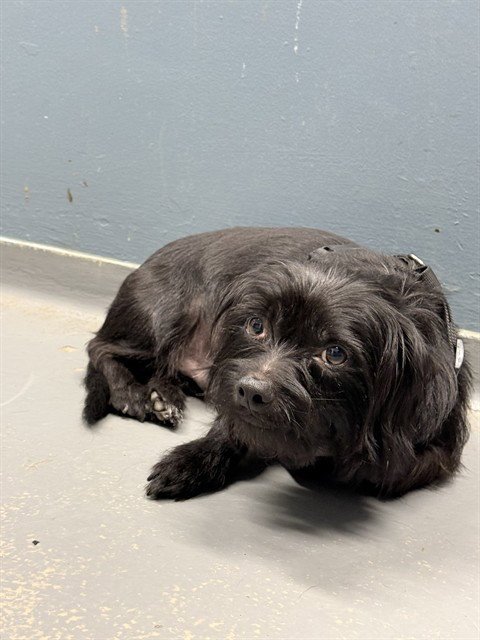SCRAPPY - Cocker Spaniel / Yorkshire Terrier Yorkie available for adoption
