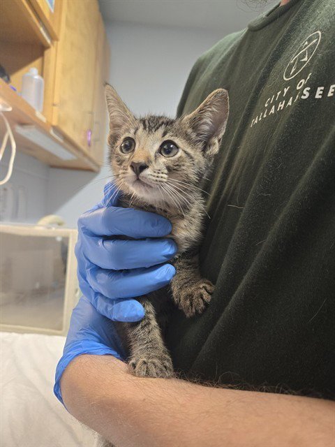 GABE - Domestic Short Hair available for adoption