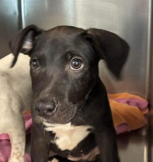 MINDY - Labrador Retriever available for adoption