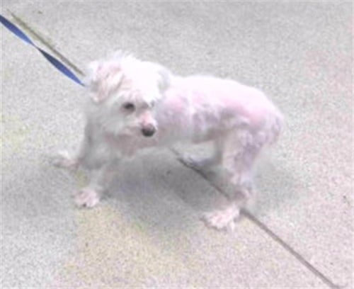 JUPITER - Maltese available for adoption