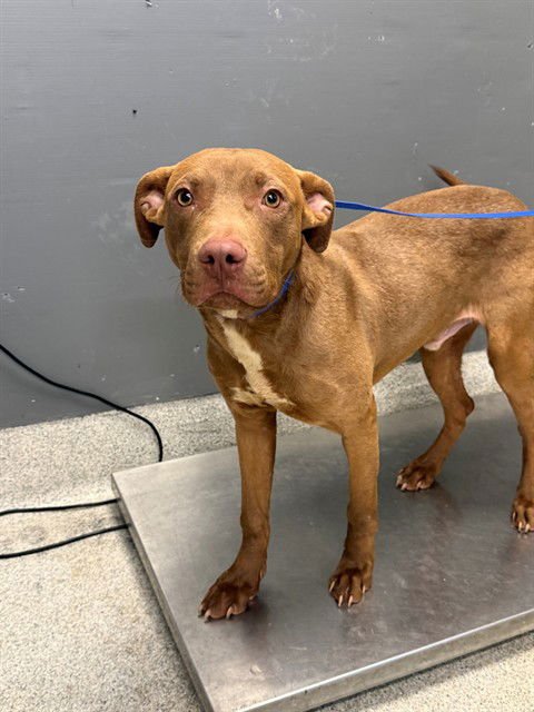 BART - Labrador Retriever available for adoption