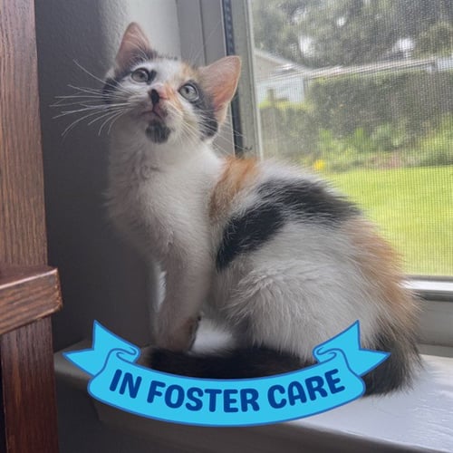 SUMMER - Domestic Short Hair available for adoption