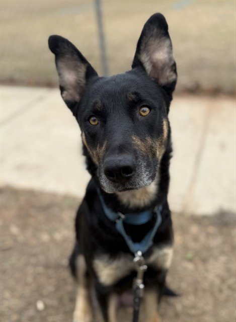 TRUE - German Shepherd Dog available for adoption