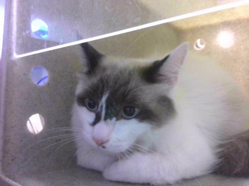 BANDIT - Ragdoll / Snowshoe available for adoption