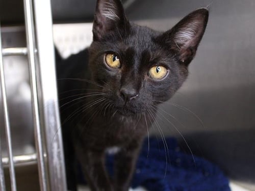 COLBY - Domestic Short Hair available for adoption