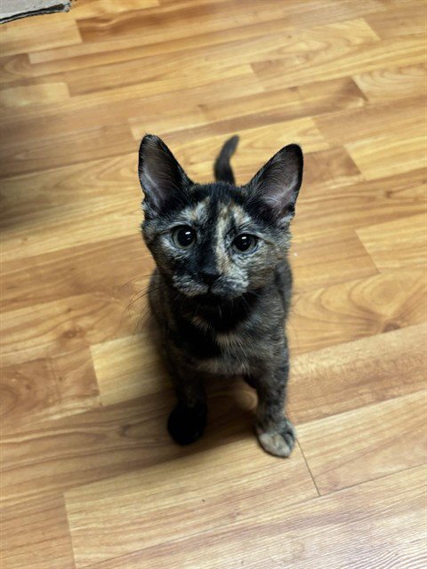 CHAPPELL - Domestic Short Hair available for adoption