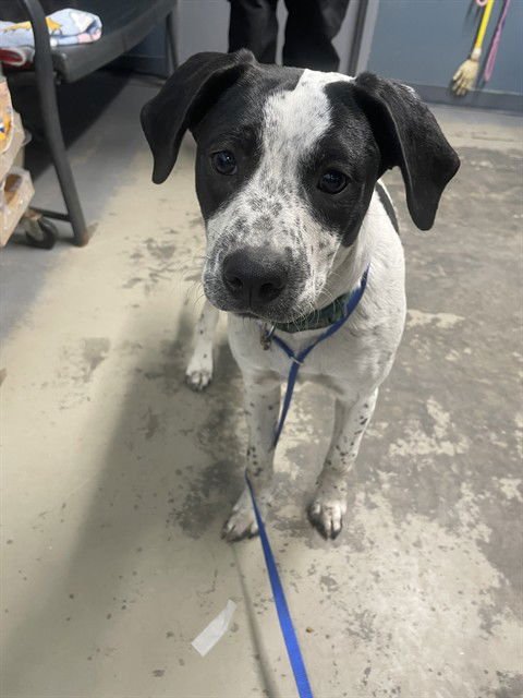 TINY - American Pit Bull Terrier available for adoption