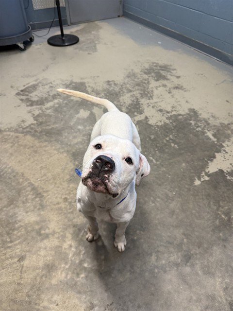 GHOST - American Bulldog available for adoption