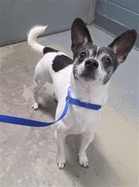GIZMO - Photo 1