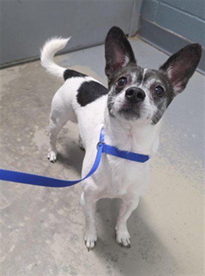 GIZMO - Chihuahua available for adoption