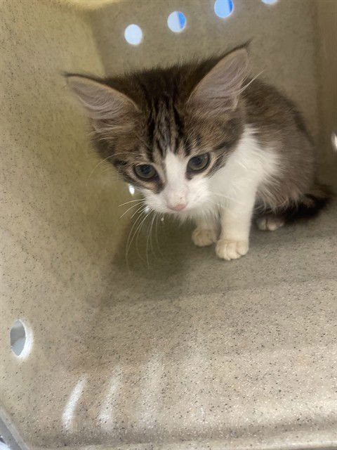 LOVEBUG - Domestic Short Hair available for adoption