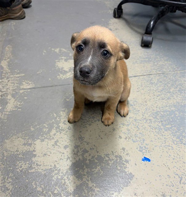 ELEVEN - Boxer / Feist available for adoption