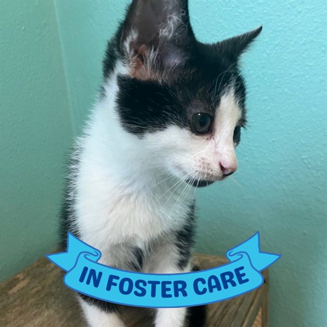 JASPER Image