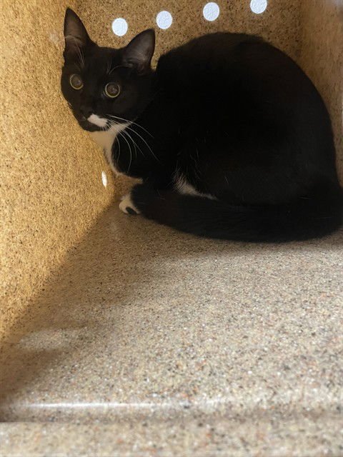 SABRINA - Domestic Short Hair available for adoption