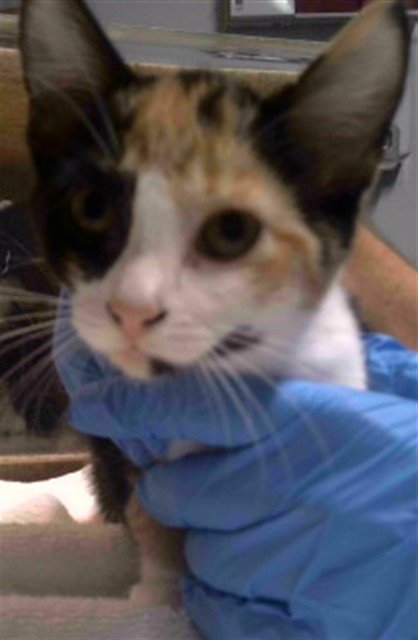 FAMINE - Domestic Short Hair for adoption in Tallahassee
