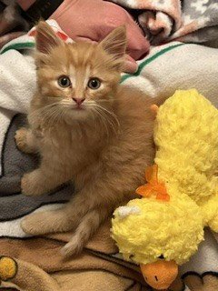 MALONE - Domestic Medium Hair available for adoption