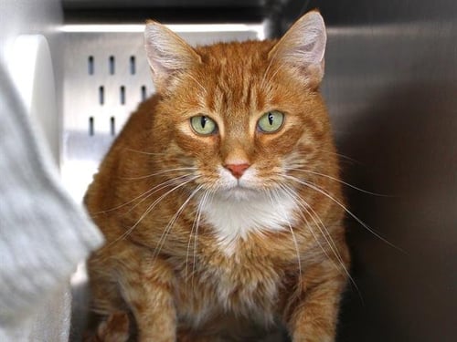 BUBBA - Domestic Medium Hair available for adoption