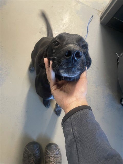 BUTTERCUP - Labrador Retriever available for adoption