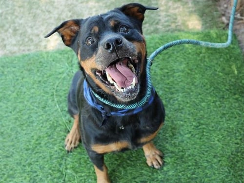 AURORA - Rottweiler available for adoption