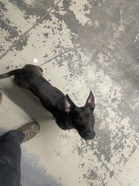 WILLOW - Dachshund / Australian Kelpie available for adoption