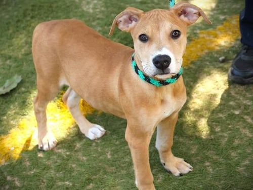 BISCUIT - Labrador Retriever available for adoption