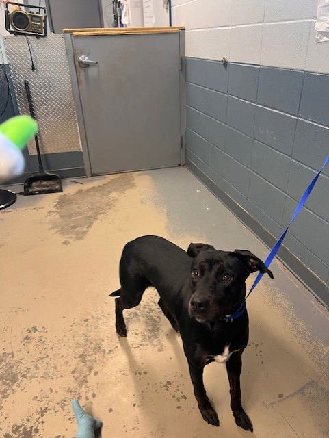 STORMI - American Staffordshire Terrier available for adoption