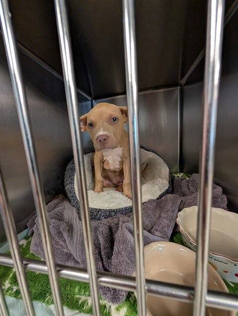 ARIEL - American Staffordshire Terrier available for adoption