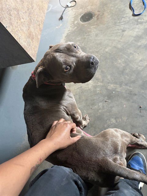 SNIFFLES - American Staffordshire Terrier / French Bulldog available for adoption