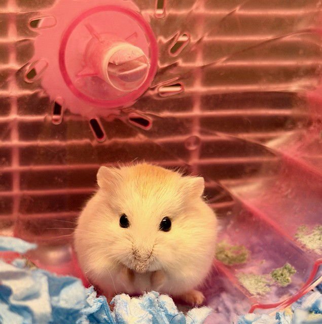 BUMP - Hamster available for adoption