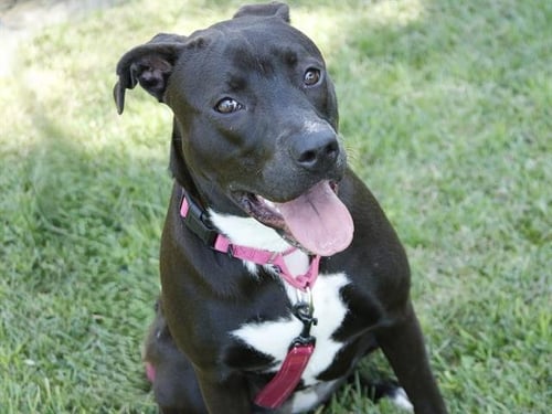 KIRA - American Pit Bull Terrier available for adoption