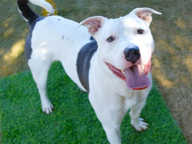 TOBIAS - American Staffordshire Terrier available for adoption